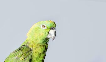 avvicinamento di un' verde piuma pappagallo, un' verde psittacoidea nel bianca sfondo, avvicinamento di un' verde pappagallo occhio con copia spazio foto