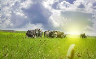 mucche nel il campo mangiare erba, foto di parecchi mucche nel un' verde campo con blu cielo e copia spazio, un' verde campo con mucche mangiare erba e bellissimo blu cielo