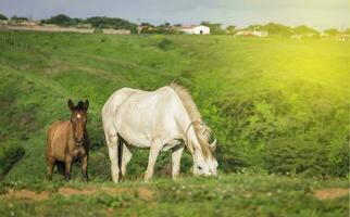 Due cavalli mangiare erba insieme, uno è venuto mangiare erba con sua vitello nel il campo, Due cavalli insieme nel il foto