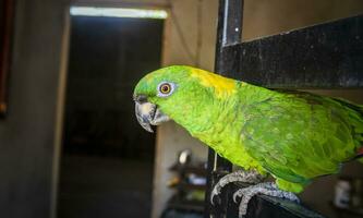 un' verde piumato pappagallo, vicino su di verde pappagallo occhio con copia spazio foto