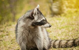 vicino su di un' procione nel suo habitat, ritratto di un' carino procione nel suo habitat, un' giovane selvaggio procione nel suo habitat foto