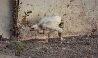 vicino su di un' crestato pollo, vicino su di un' pollo nel il cortile, allevato pollo nel il cortile foto