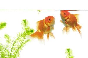 pesce rosso che nuota su sfondo bianco foto