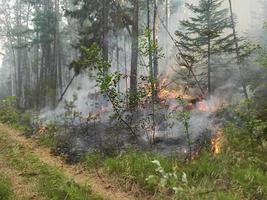 incendio forestale. foresta che brucia in yakutia. pericoloso spontaneo naturale foto