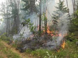incendio forestale. foresta che brucia in yakutia. pericoloso spontaneo naturale foto