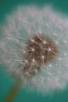 fiore fiore taraxacum officinale dente di leone famiglia delle asteraceae foto