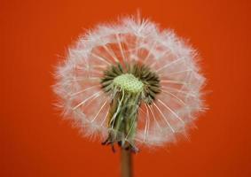 fiore sbocciare vicino taraxacum officinale soffiare palla asteraceae foto