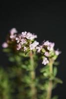 fiore sbocciare close up thymus vulgaris famiglia lamiaceae background foto