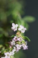 fiore sbocciare close up thymus vulgaris famiglia lamiaceae background foto