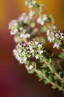 fiore sbocciare close up thymus vulgaris famiglia lamiaceae background foto