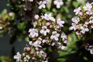 fiore sbocciare close up thymus vulgaris famiglia lamiaceae background