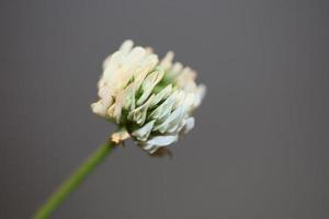 fiore sbocciare da vicino sfondo trifolium nigrescens leguminosae foto