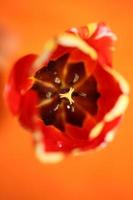 tulipano fiore primo piano sfondo famiglia liliaceae botanico moderno foto