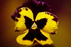 viola fiore famiglia fiore violaceae primo piano stampa botanica foto