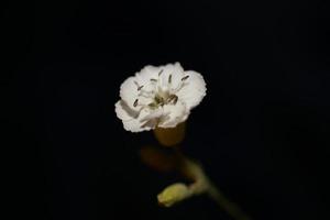 fiore fiore primo piano sfondo botanico di alta qualità di grandi dimensioni foto