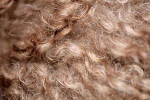 cane marrone capelli ricci close up lagotto romagnolo sfondo astratto foto