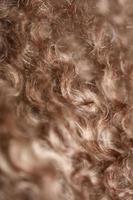 cane marrone capelli ricci close up lagotto romagnolo sfondo astratto foto