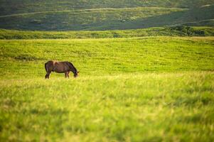 cavallo nel il verde campo mangiare erba, un' cavallo pascolo nel il campo foto