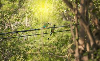 Due guardabarrancos uccelli nel il alberi, nazionale uccello di Nicaragua su un' ramo, Due guardabarrancos su un' ramo, centrale americano nazionale uccello foto