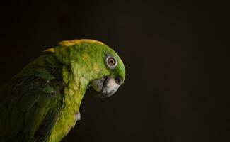 vicino su di un' verde piumato pappagallo, vicino su di verde pappagallo occhio con copia spazio foto
