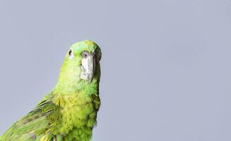 avvicinamento di un' verde piuma pappagallo, un' verde psittacoidea nel bianca sfondo, avvicinamento di un' verde pappagallo occhio con copia spazio foto