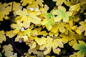 foglie secche autunnali in natura foto