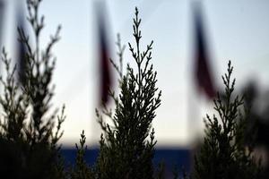 foglie verdi di stagione in natura foto