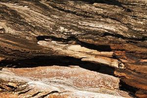 tronco di corteccia di albero naturale foto