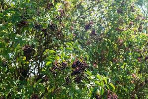 un albero con le bacche di sambuco foto