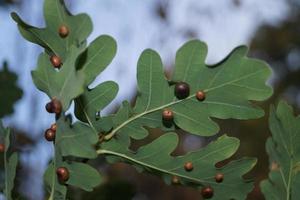 cynips quercusfolii palle di fiele su foglia di quercia foto