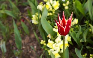 fiori primaverili floreali tulipani colorati foto