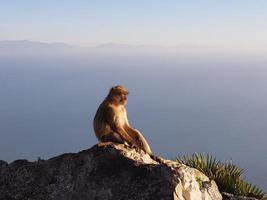 magot bertuccia sylvanus macaca ape a gibilterra foto