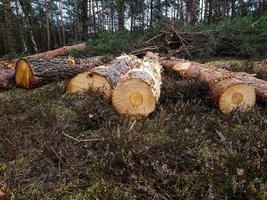 selvicoltura nella riserva naturale fischbeker heide foto