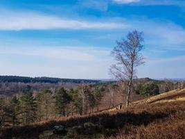 nella riserva naturale fischbeker heide vicino ad amburgo germania foto