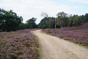 nella riserva naturale fischbeker heide vicino ad amburgo germania foto