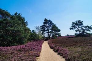 nella riserva naturale fischbeker heide vicino ad amburgo germania foto