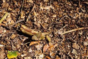 nella riserva naturale fischbeker heide vicino ad amburgo germania foto