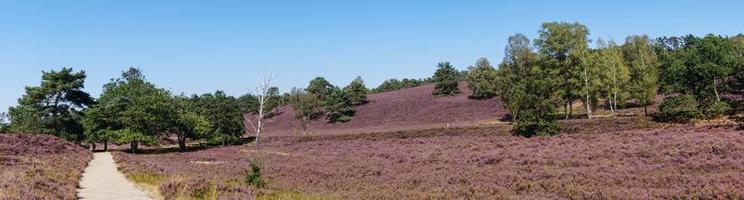 nella riserva naturale fischbeker heide vicino ad amburgo germania foto