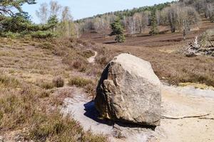 nella riserva naturale fischbeker heide vicino ad amburgo germania foto