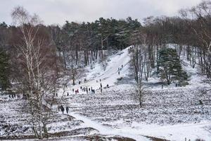 nella riserva naturale fischbeker heide vicino ad amburgo germania foto