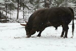 un' grande nero Toro nel il neve formazione per combattimento nel il arena. corrida concetto. selettivo messa a fuoco foto