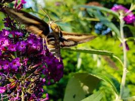 falchi di paglia hyles gallii sul cespuglio di farfalle viola foto