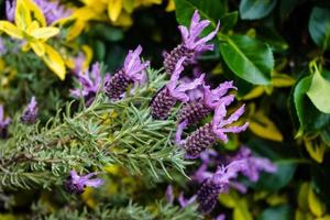 medicina alternativa con lavanda fresca foto