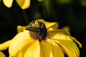 moschusbock aromia moschata un coleottero longhorn in giardino foto