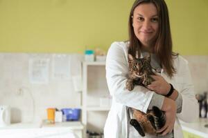 clinica veterinaria. ritratto medico femminile presso l'ospedale degli animali che tiene un simpatico gatto malato foto