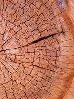 taglio secco incrinato di un tronco d'albero. foto