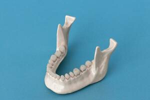 inferiore umano mascella con denti anatomia modello isolato su blu sfondo. salutare denti, dentale cura e ortodontico medico concetto. foto