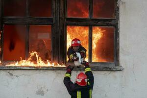 pompiere eroe trasporto bambino ragazza su a partire dal ardente edificio la zona a partire dal fuoco incidente. salvare persone a partire dal pericoloso posto foto