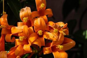la tromba arancione africana bignoniaceae foto