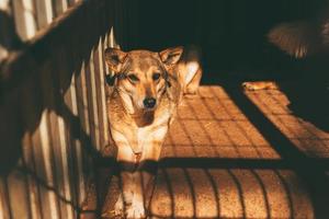 foto di un cane triste in gabbia che voleva essere adottato presto